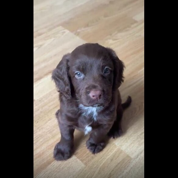 Cocker Spaniel (Working &amp; Show) - Both