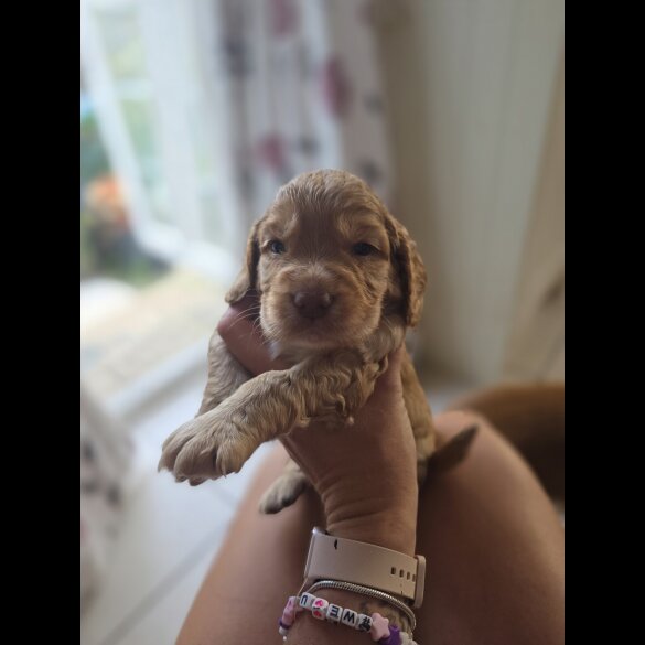Cocker Spaniel (Working &amp; Show) - Both