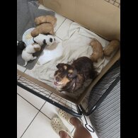 Cocker Spaniel (Working &amp; Show) - Both