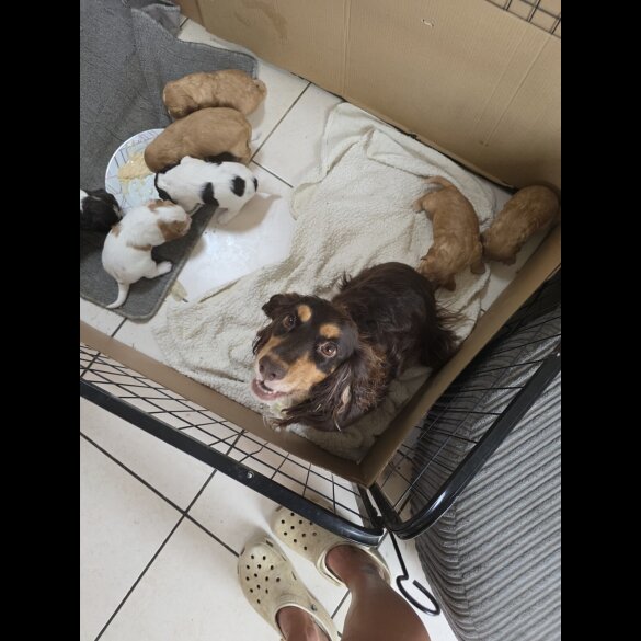 Cocker Spaniel (Working &amp; Show) - Both