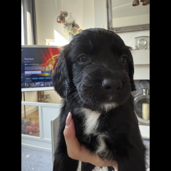 Cocker Spaniel (Working &amp; Show) - Both