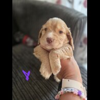 Cocker Spaniel (Working &amp; Show) - Both