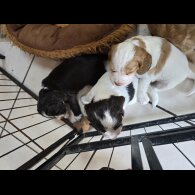 Cocker Spaniel (Working &amp; Show) - Both