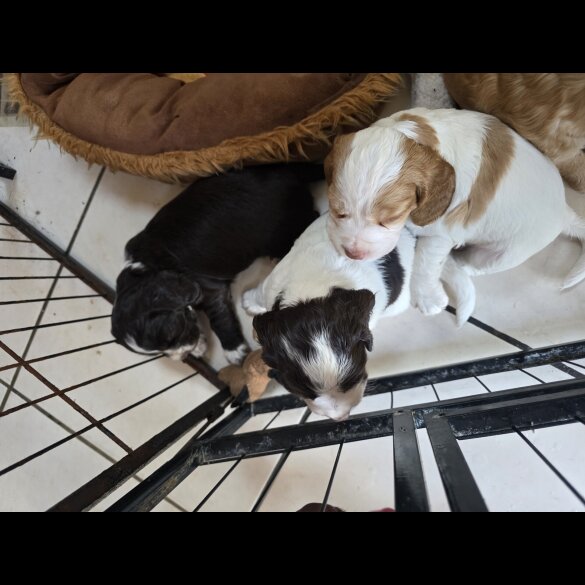 Cocker Spaniel (Working &amp; Show) - Both