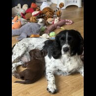 Cocker Spaniel (Working &amp; Show) - Both