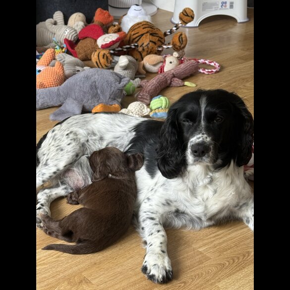 Cocker Spaniel (Working &amp; Show) - Both