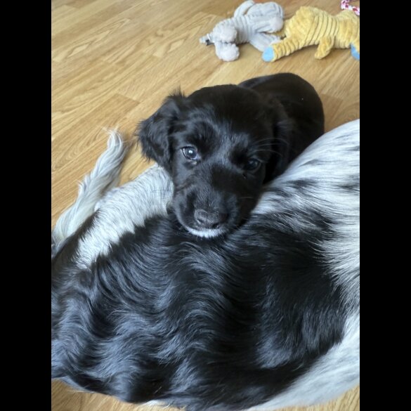 Cocker Spaniel (Working &amp; Show) - Both