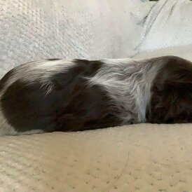 Cocker Spaniel (Working &amp; Show) - Both
