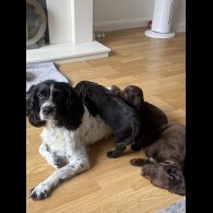 Cocker Spaniel (Working &amp; Show) - Both