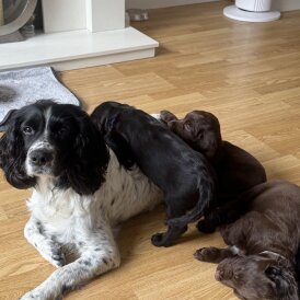 Cocker Spaniel (Working &amp; Show) - Both