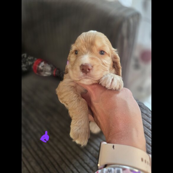 Cocker Spaniel (Working &amp; Show) - Both