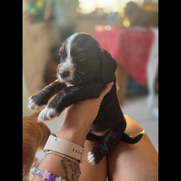 Cocker Spaniel (Working &amp; Show) - Both
