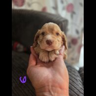 Cocker Spaniel (Working &amp; Show) - Both