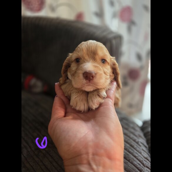 Cocker Spaniel (Working &amp; Show) - Both
