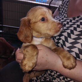 Cocker Spaniel (Working &amp; Show) - Both