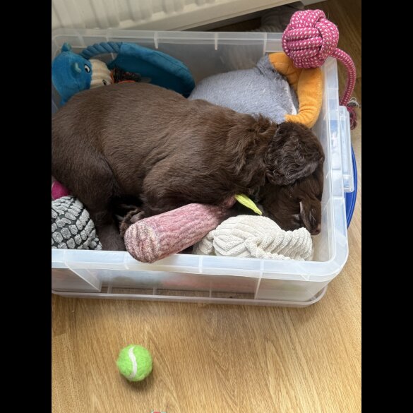 Cocker Spaniel (Working &amp; Show) - Both