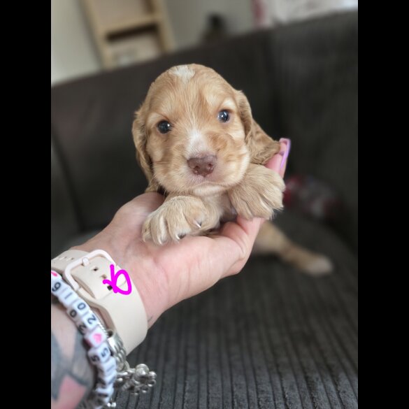 Cocker Spaniel (Working &amp; Show) - Both