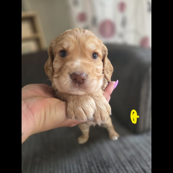 Cocker Spaniel (Working &amp; Show) - Both