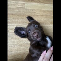 Cocker Spaniel (Working &amp; Show) - Both