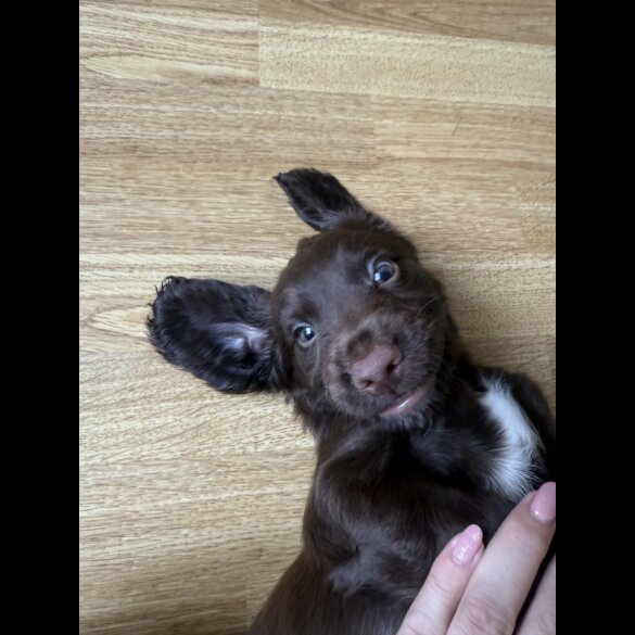 Cocker Spaniel (Working &amp; Show) - Both