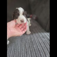 Cocker Spaniel (Working &amp; Show) - Both