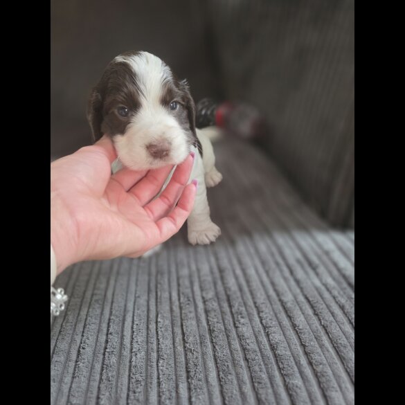 Cocker Spaniel (Working &amp; Show) - Both