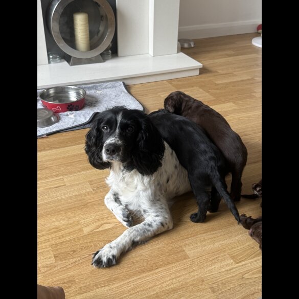 Cocker Spaniel (Working &amp; Show) - Both