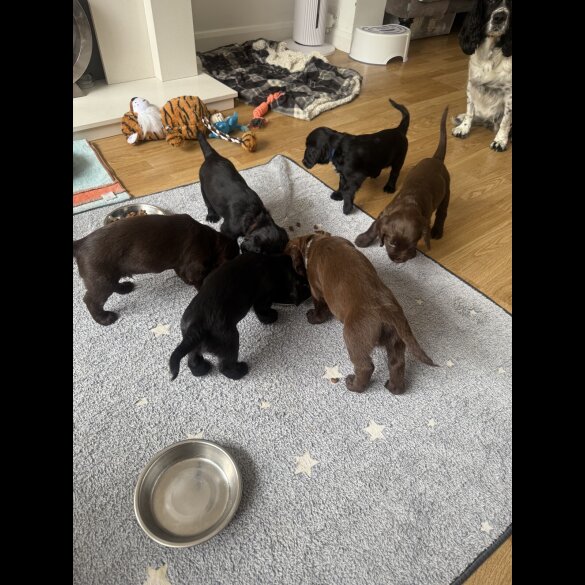 Cocker Spaniel (Working &amp; Show) - Both