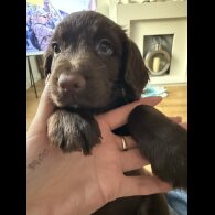 Cocker Spaniel (Working &amp; Show) - Both