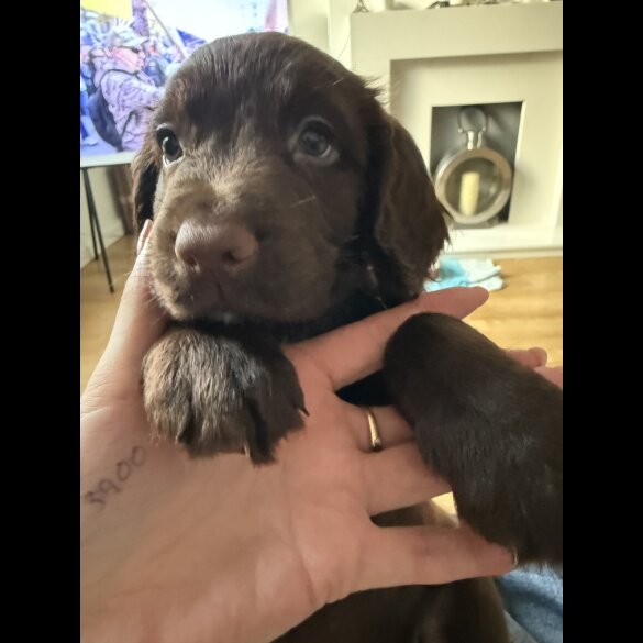 Cocker Spaniel (Working &amp; Show) - Both