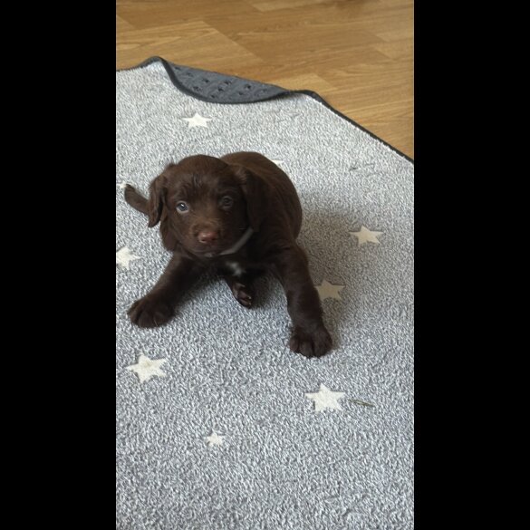 Cocker Spaniel (Working &amp; Show) - Both