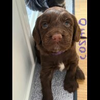 Cocker Spaniel (Working &amp; Show) - Both