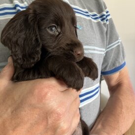 Cocker Spaniel (Working &amp; Show) - Both