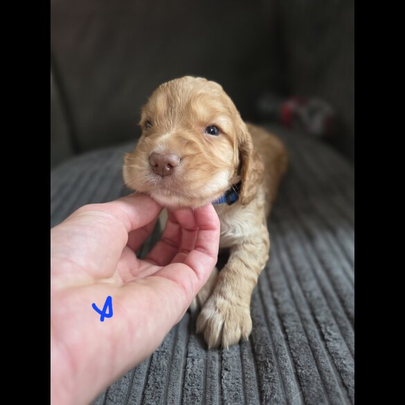 Cocker Spaniel (Working &amp; Show) - Both