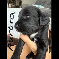 Cocker Spaniel (Working &amp; Show) - Both