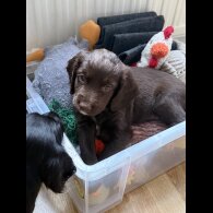 Cocker Spaniel (Working &amp; Show) - Both