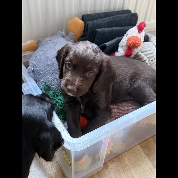 Cocker Spaniel (Working &amp; Show) - Both