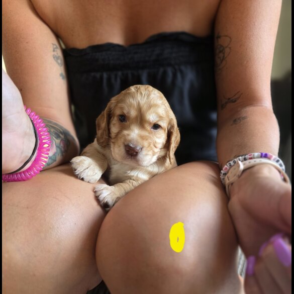 Cocker Spaniel (Working &amp; Show) - Both