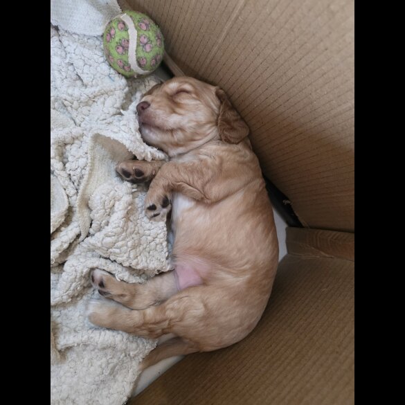 Cocker Spaniel (Working &amp; Show) - Both