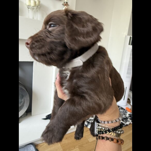 Cocker Spaniel (Working &amp; Show) - Both