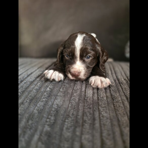 Cocker Spaniel (Working &amp; Show) - Both
