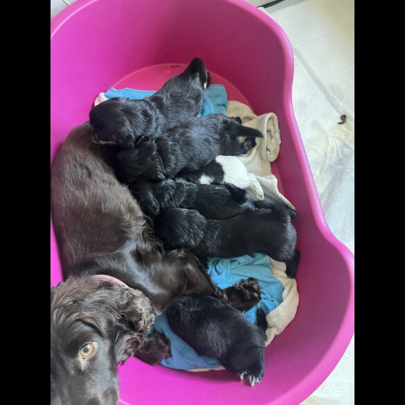Cocker Spaniel (Working &amp; Show) - Bitches