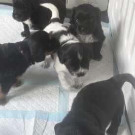 Cocker Spaniel (Working &amp; Show) - Both