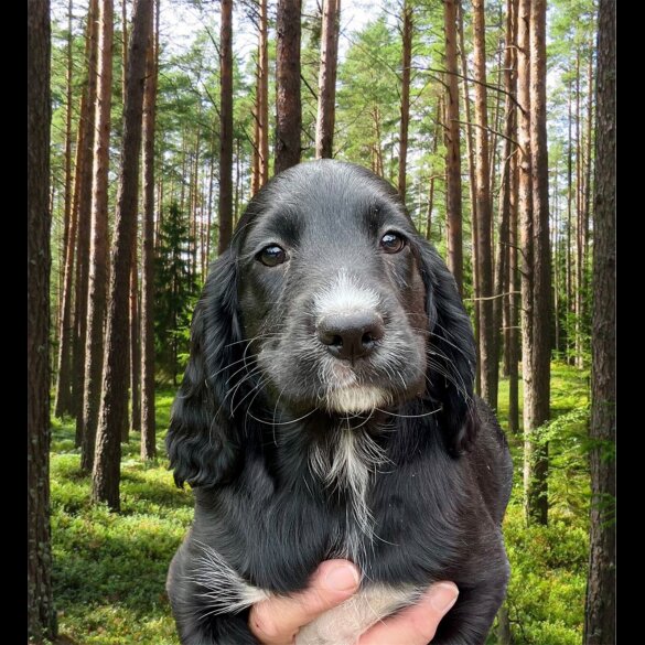 Cocker Spaniel (Working &amp; Show) - Both