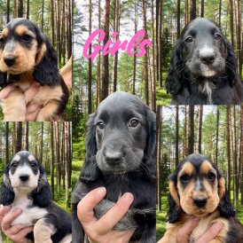 Cocker Spaniel (Working &amp; Show) - Both