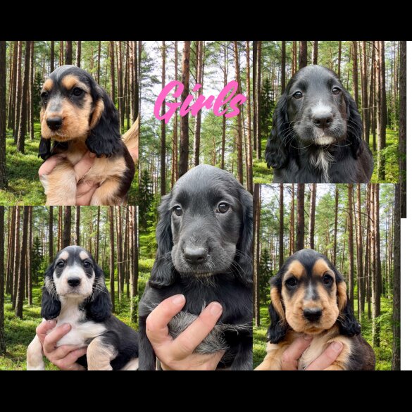 Cocker Spaniel (Working &amp; Show) - Both