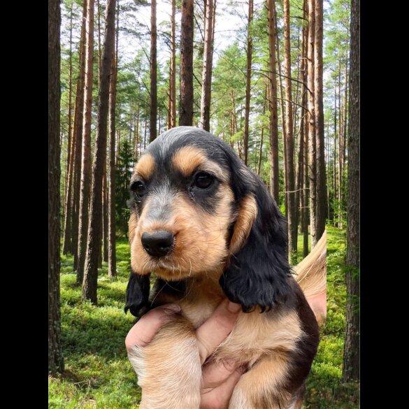 Cocker Spaniel (Working &amp; Show) - Both