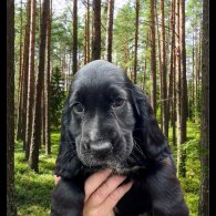 Cocker Spaniel (Working &amp; Show) - Both