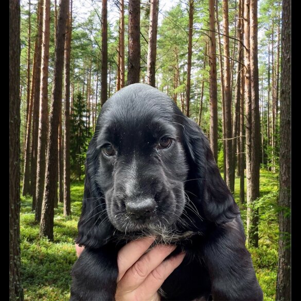 Cocker Spaniel (Working &amp; Show) - Both