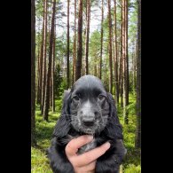 Cocker Spaniel (Working &amp; Show) - Both
